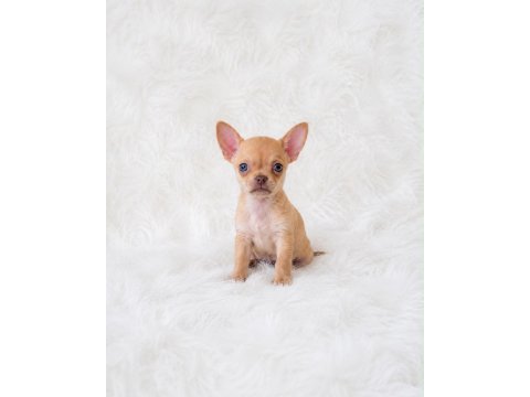 Wc eğitimli cep boy chihuahua