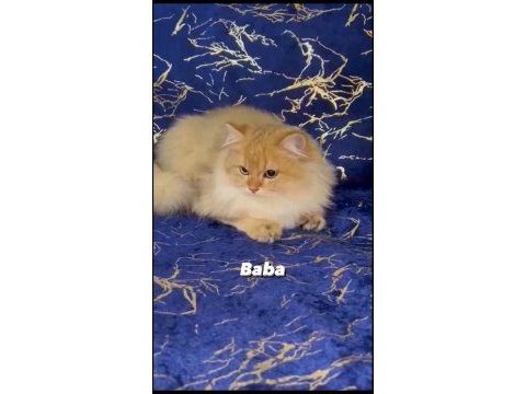Scottish fold golden
