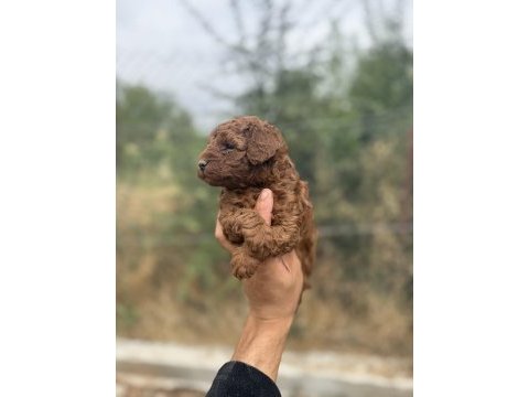 Kore toy poodle
