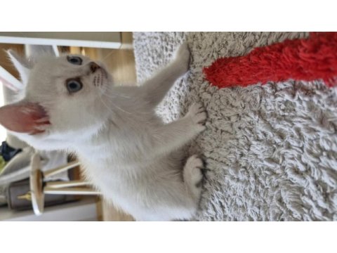 Yavru british shorthair bursa nilüfer