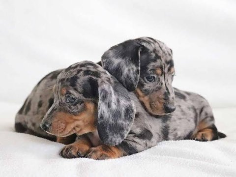 Özel ırk minyatğr dachshund bebeklerimiz garantili