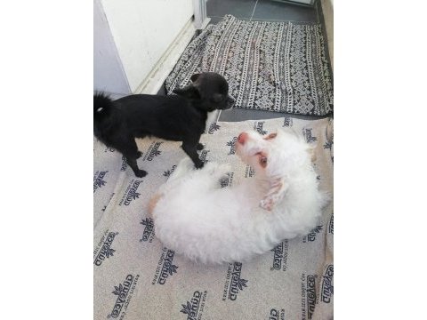 Ücretsiz eğitimli terrier