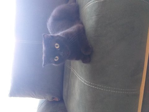 Scottish fold kızımıza yuva arıyoruz