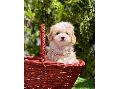 Minicik büyümeyecek maltipoo bebekler