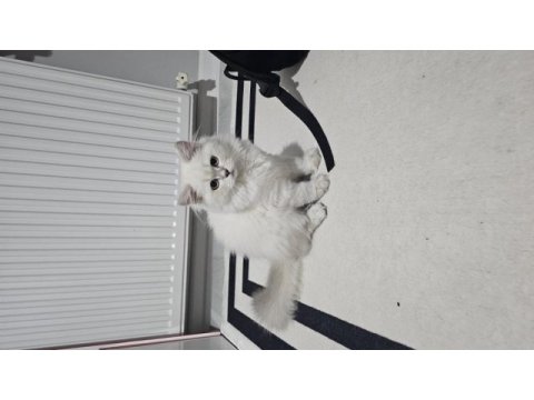 Sevimli british longhair kedicik