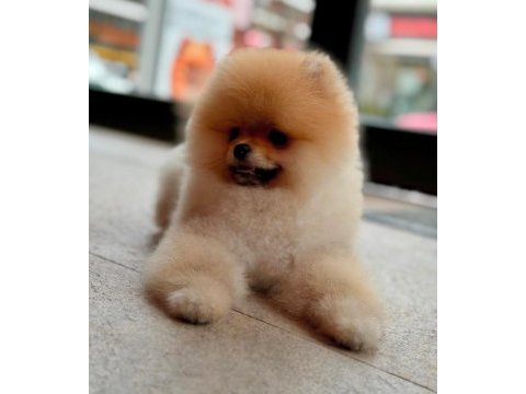 Pomeranian boo yavrular scrli safkan