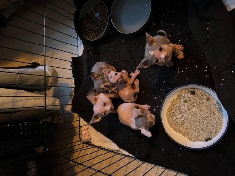 Safkan kanada sfenks yavruları