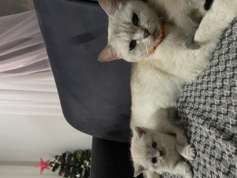 Mükemmel annelik yapan genç dişi kedimiz