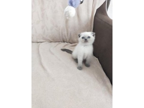 Son iki dişi scottish fold yavrum
