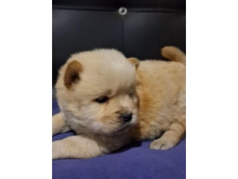Rengarenk chow chow bebekler