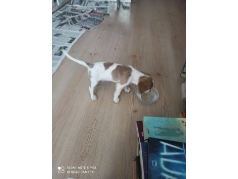 2.5 aylık cavalier king charles uyguna verilecektir