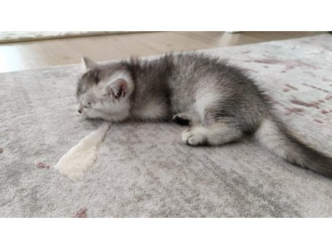 British shorthair silver renk