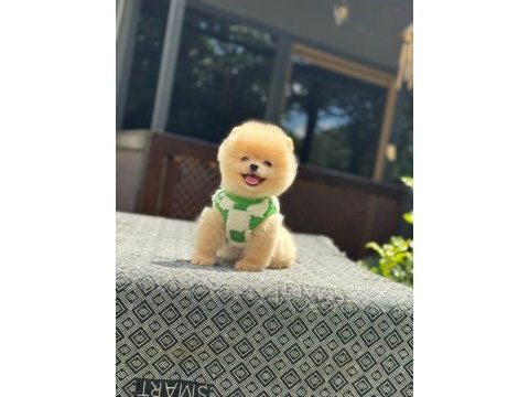 Yavru pomeranian boolarımız