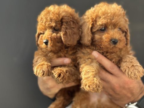 Ankaranın  en güzel kore toy poodle yavruları