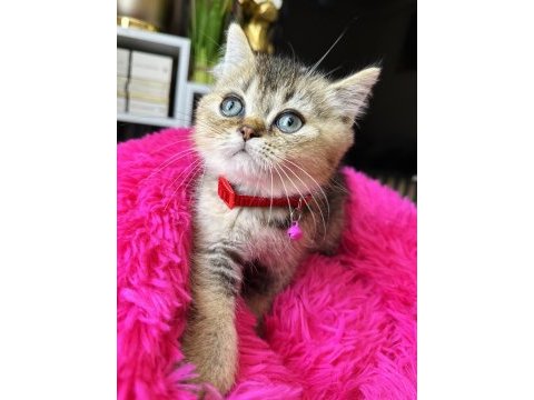 British shorthair black golden