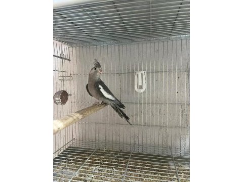 El besleme yavru damızlık sultan papağanları kalite