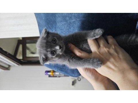 Scottish fold kedisi