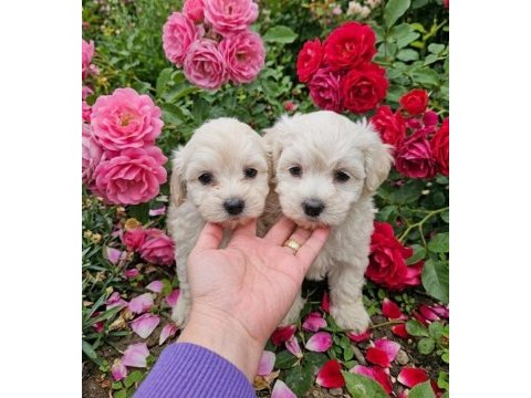Maltese terrier miniklerim