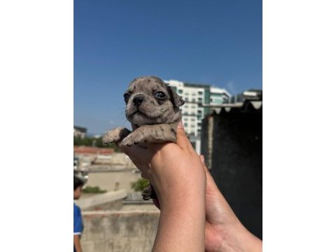 French bulldog yavru bebek