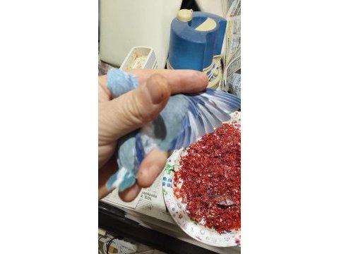 Forpus papağanı yavrularımız