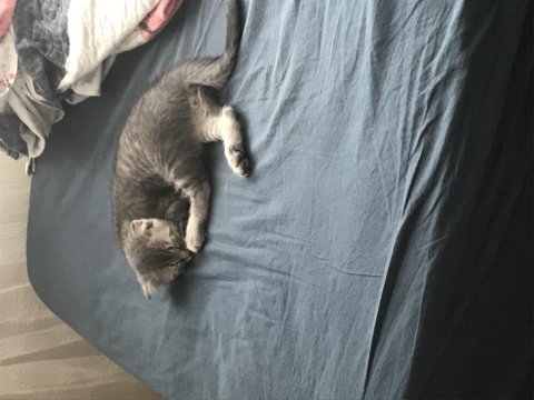 Saf kan scottish fold srite erkek