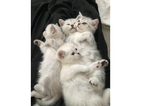 3 aylık yavru british shorthair