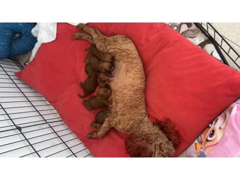 Ev doğumu (kızımın poodle bebekleri)