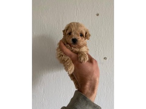 Orjinal ırk garantili maltipoo yavrular