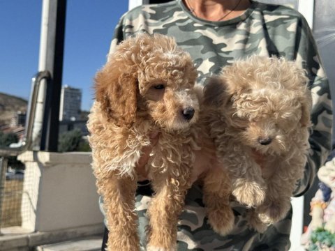 Wc eğitimli aşılı karneli maltipoo yavrularmız