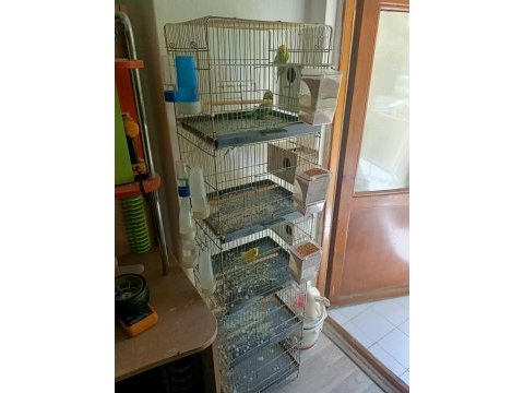 3 takım muhabbet kuşu artı bütün malzemeler