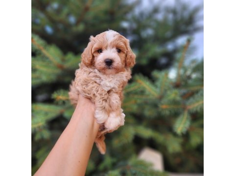 Maltipoo  yavrularımız 