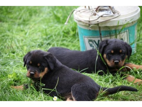 Şecereli şampiyon rottweiler yavruları