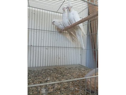 Albino yavrular melek bunlar el besleme sultanlar