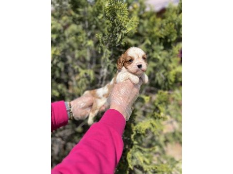 Cavalier king charles yavrusu