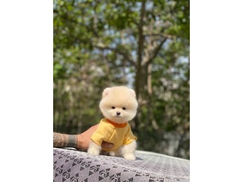 Tatlı pomeranian yavrularımız