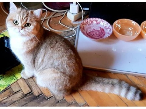 Gözbebeği kedimiz biricik mimi acil sahiplendirilecek