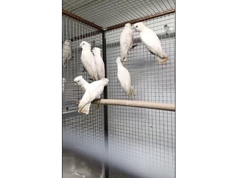 Resmi belgeli yavru ve çift damızlık ducorps kakadu