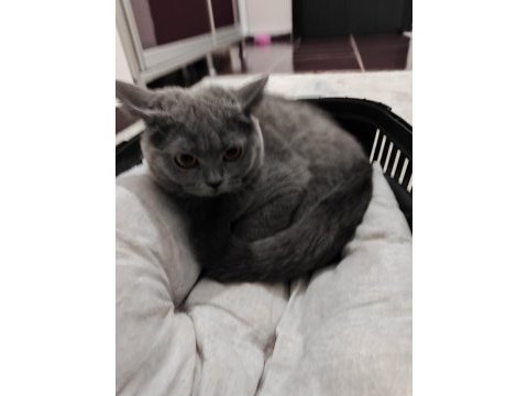 Tamamen sağlıklı 2 güzel british shorthair