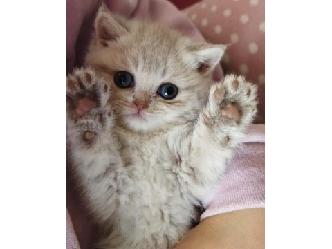 Golden, silver ve lilac scottish fold yavrular