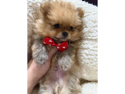 İyisi değil en iyisi 1 dişi ve 2 erkek teddy bear pomeranian