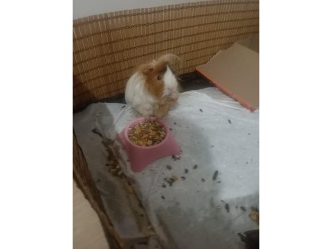 Ücretsiz guinea pig