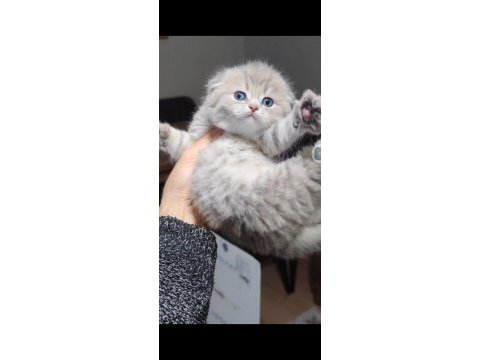 Scottish fold kedimiz