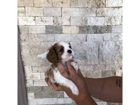 Üst düzey kaliteli cavalier king charles bebekler