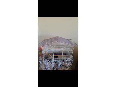 Muhabbet kuşu 7 aylık kafesle birlikte