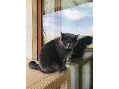 British shorthair kedimiz 2 yaşında