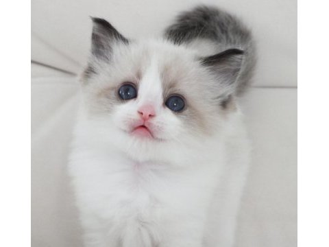 Full şecereli ragdoll yavruları