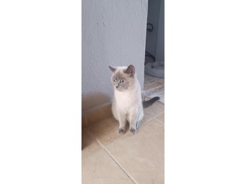 10 aylık bakımlı ev kedisi dişi blue point kedimiz