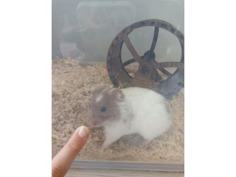Minik hamster bebeğime yeni yuva