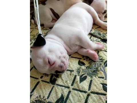45 günlük french bulldog yavruları