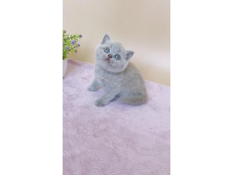 Masum bebek lilac british shorthair 